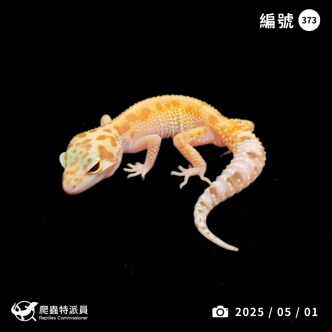 豹紋守宮．川白日蝕（編號 373）