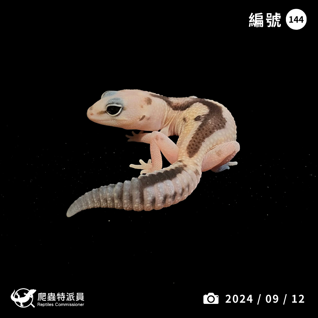 肥尾守宮．祖魯 poss 焦糖（編號 144）