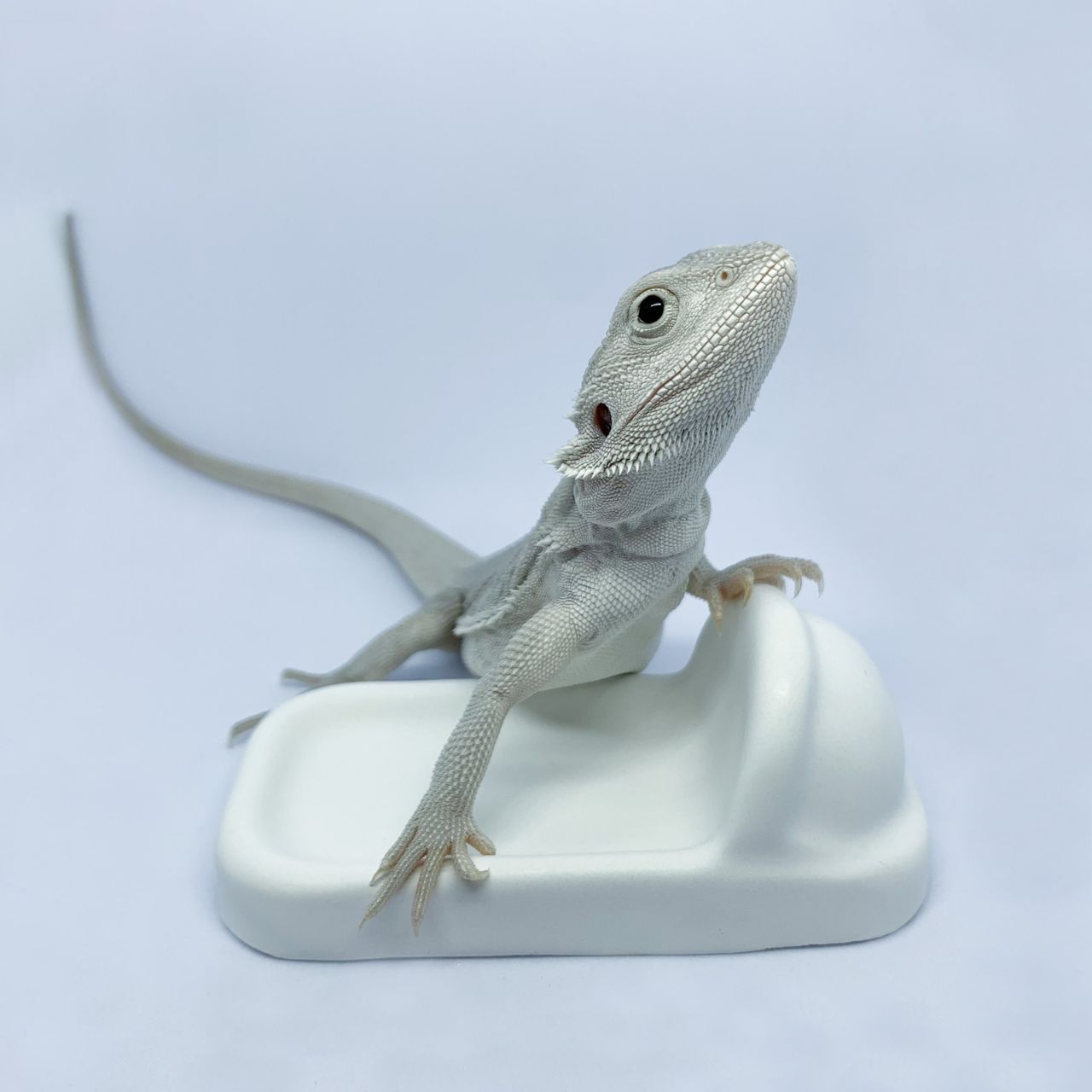 爬蟲馬桶/便盆 爬蟲馬桶/便盆