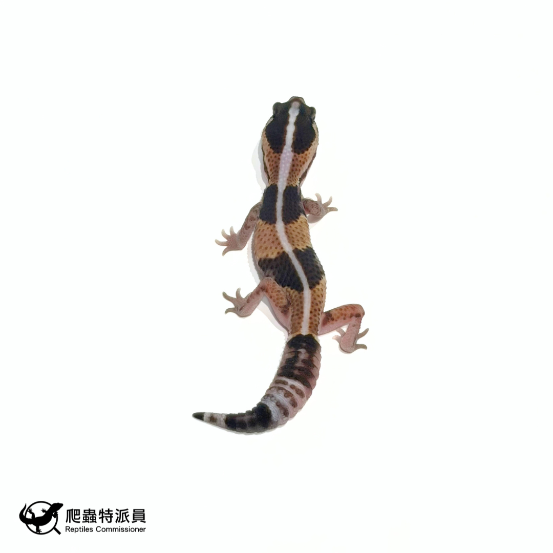 肥尾守宮.直線普肥(編號 471) 肥尾守宮.直線普肥(編號 471)