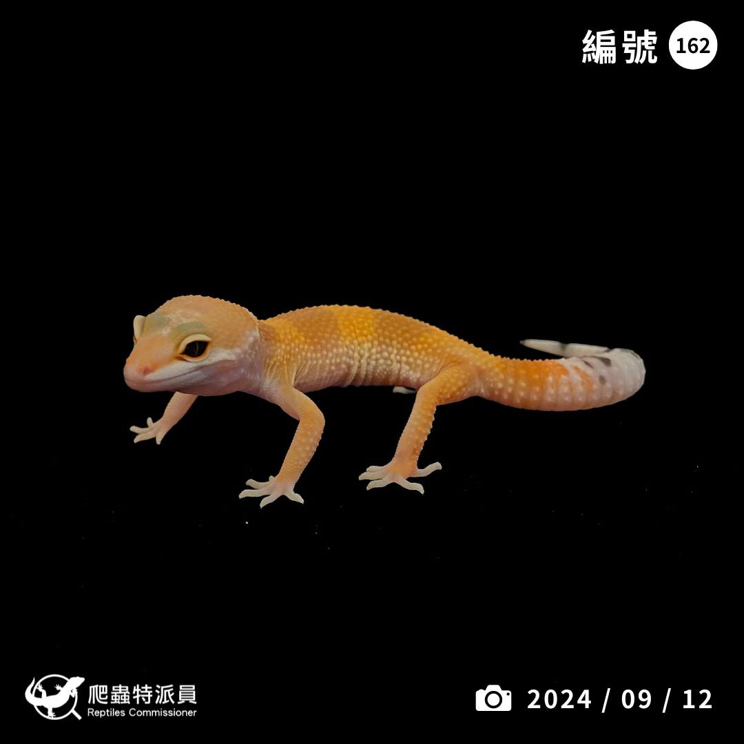 豹紋守宮．橘化（編號 162）