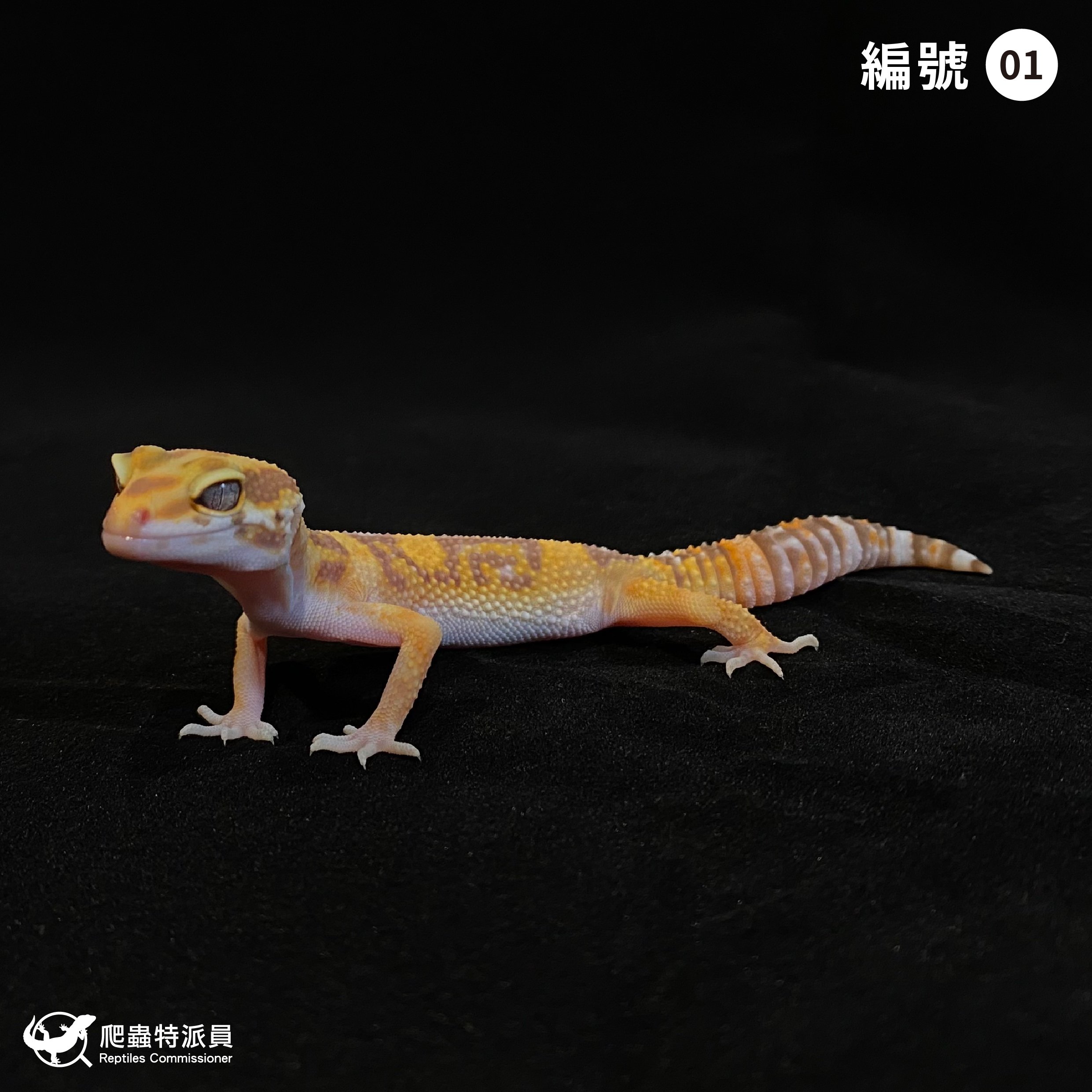 豹紋守宮．貝爾白化（編號 1）