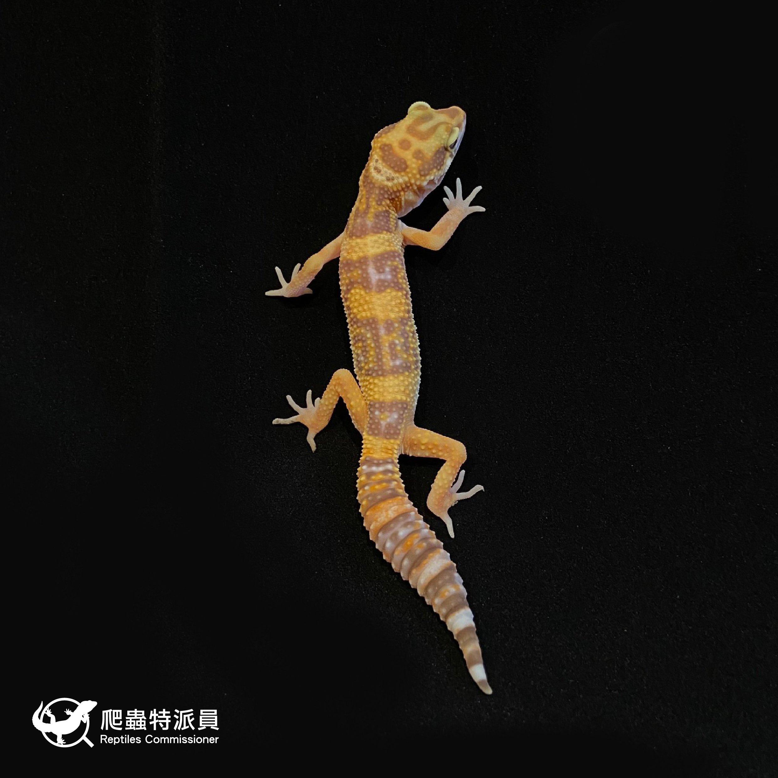 豹紋守宮．貝爾白化（編號 1）