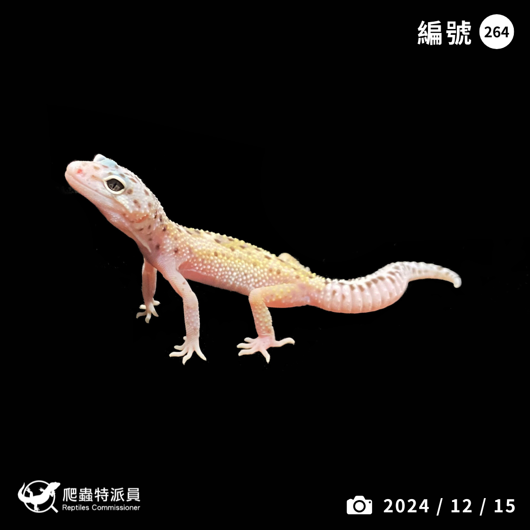 豹紋守宮．雪花（編號 264 ）