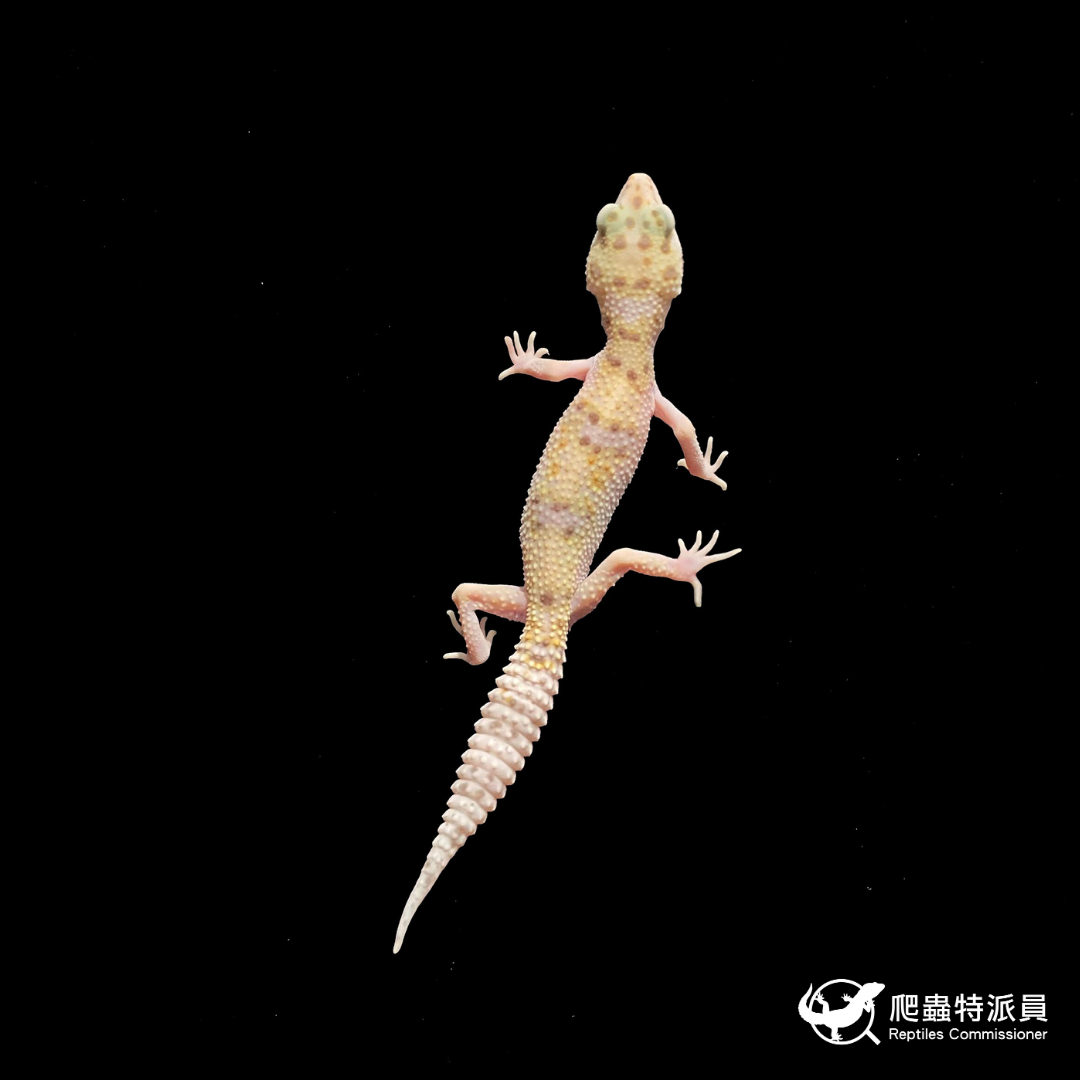 豹紋守宮．WY 雪花（編號 389）