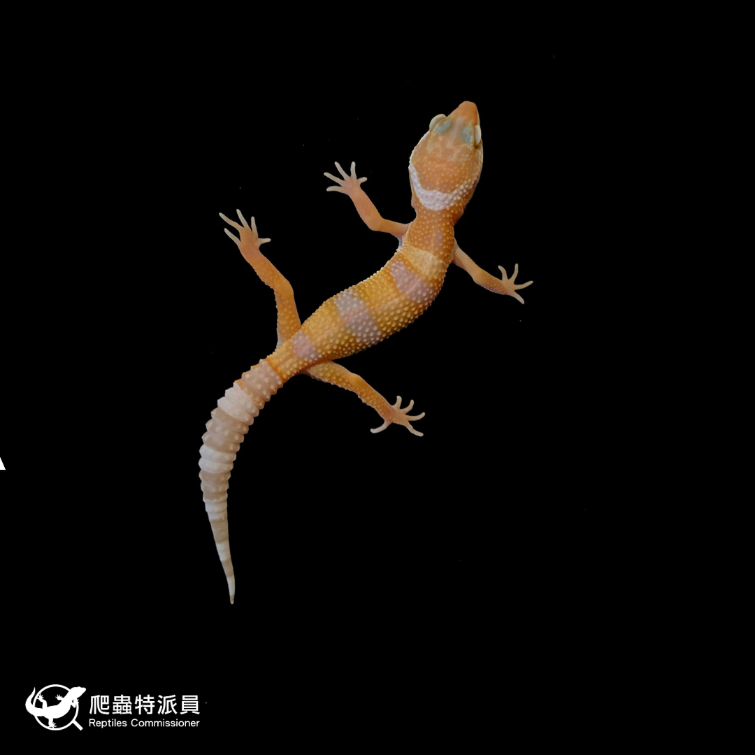 豹紋守宮．川普白化（編號 70）