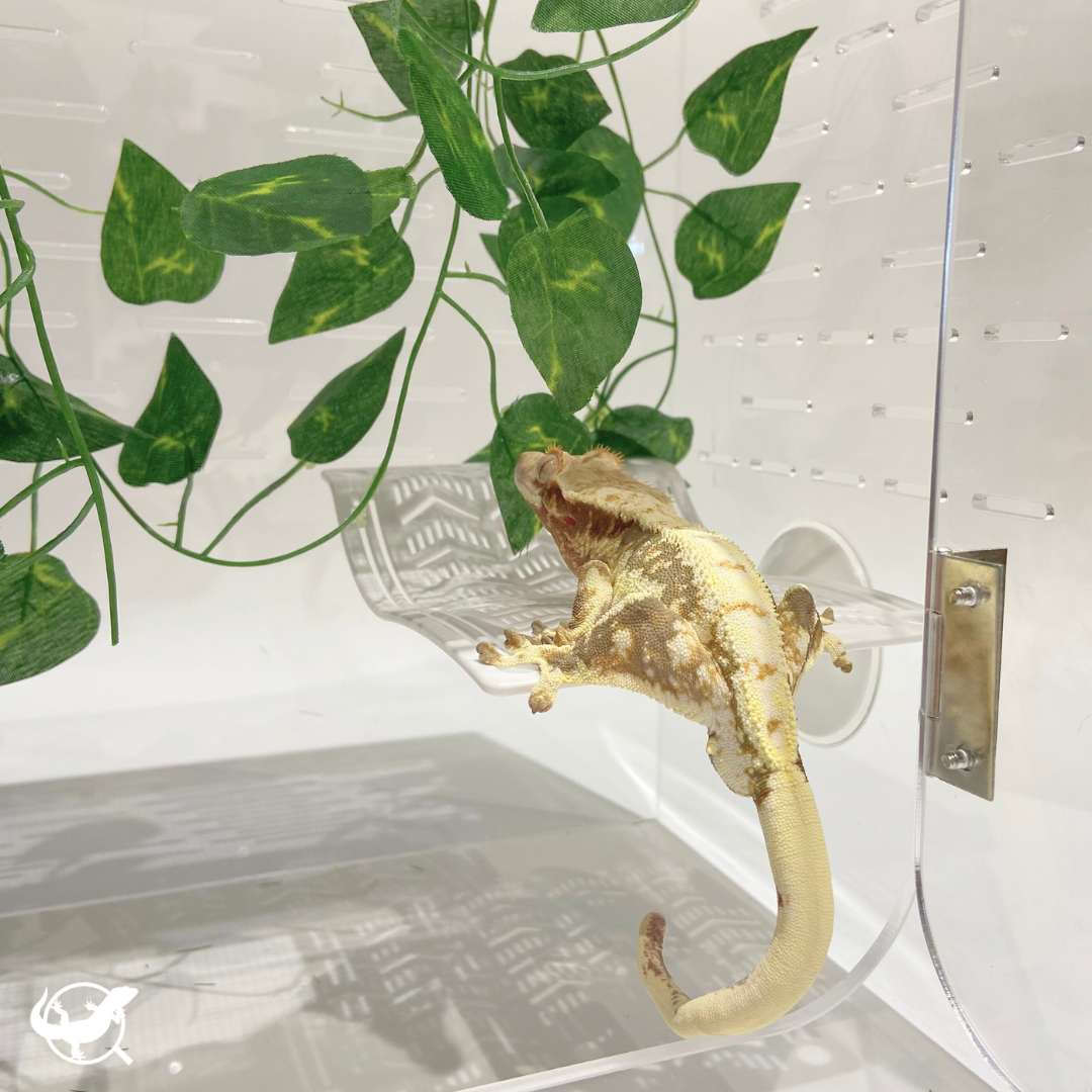 爬蟲樹棲守宮吊床 爬蟲樹棲守宮吊床