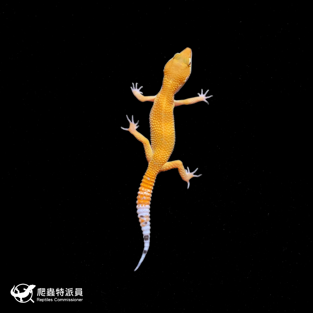 豹紋守宮．橘化（編號 371）