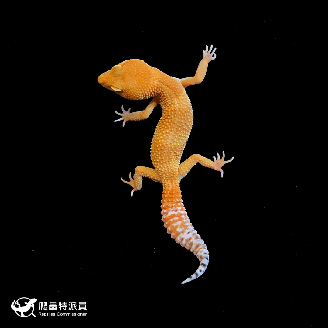 豹紋守宮．橘化／成體（編號 168）