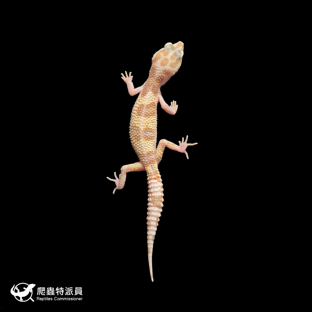 豹紋守宮．WY 川白雪花（編號 340）