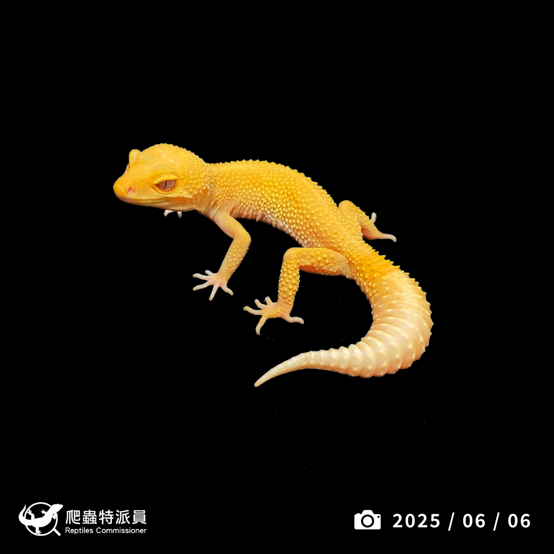 豹紋守宮．日焰（編號 391）