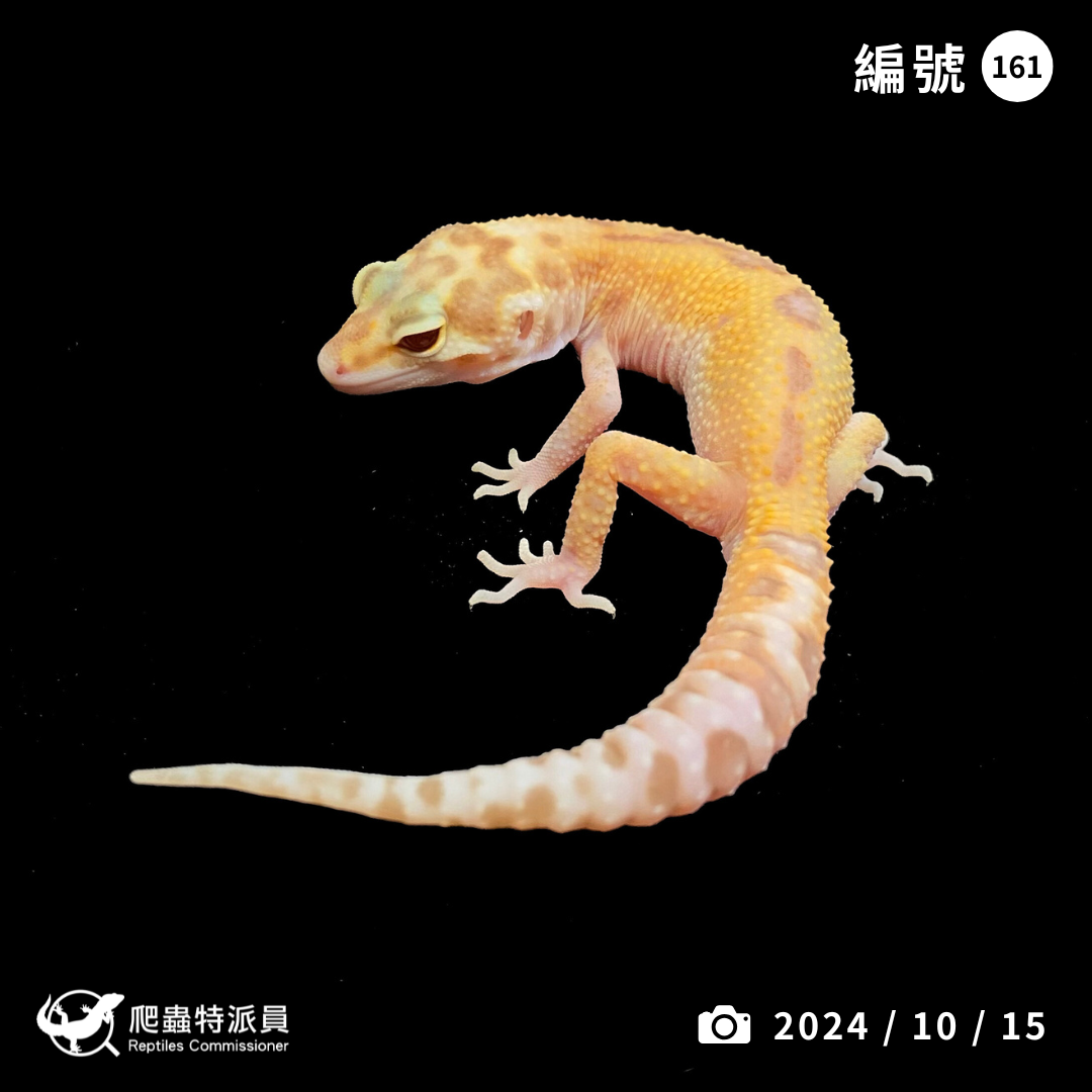 豹紋守宮．川普日蝕（編號 161）