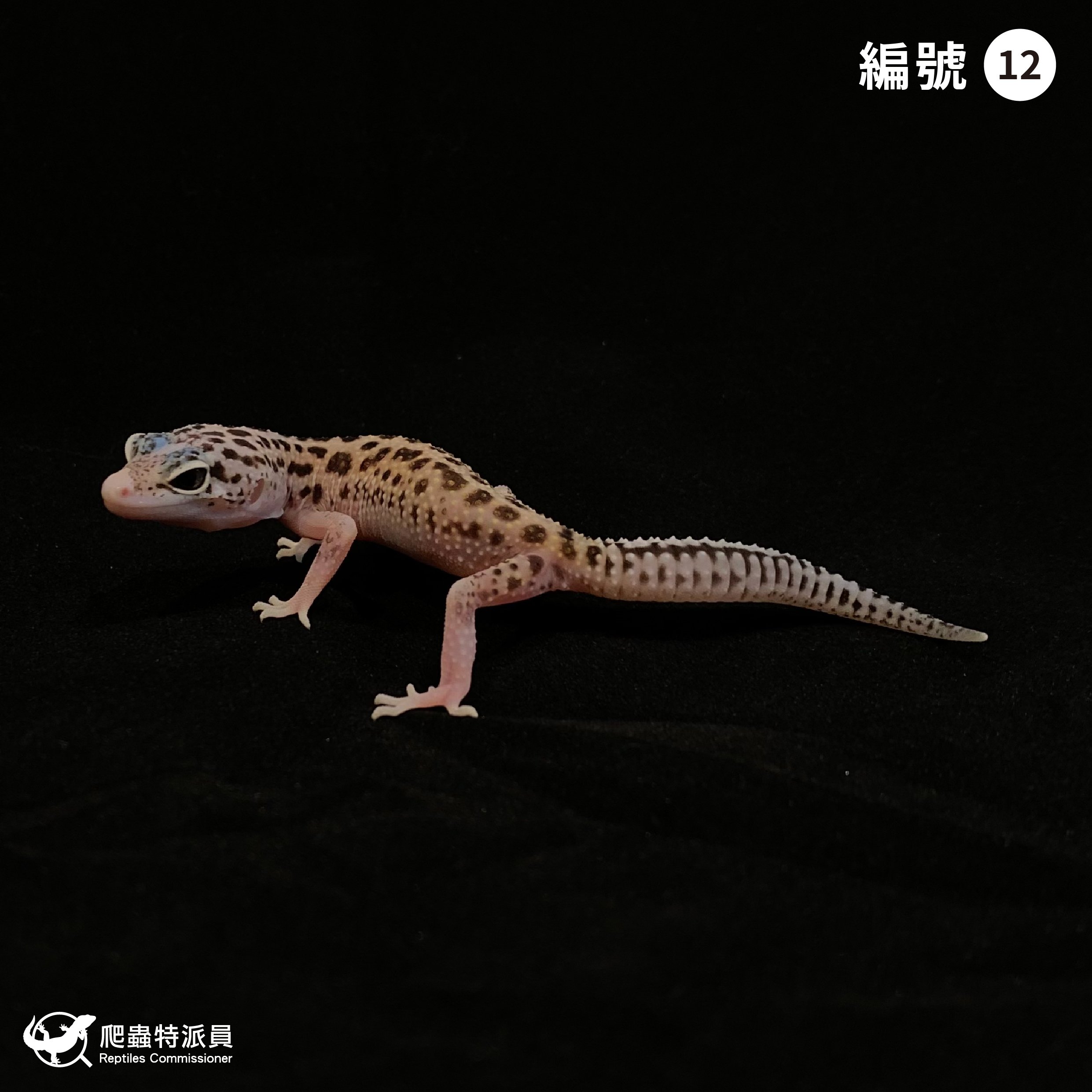 豹紋守宮．日蝕（編號 12）