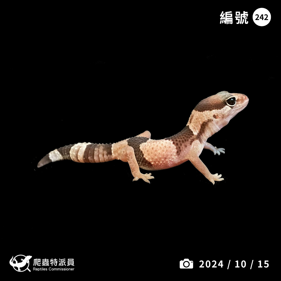 肥尾守宮．Oreo（編號 242）