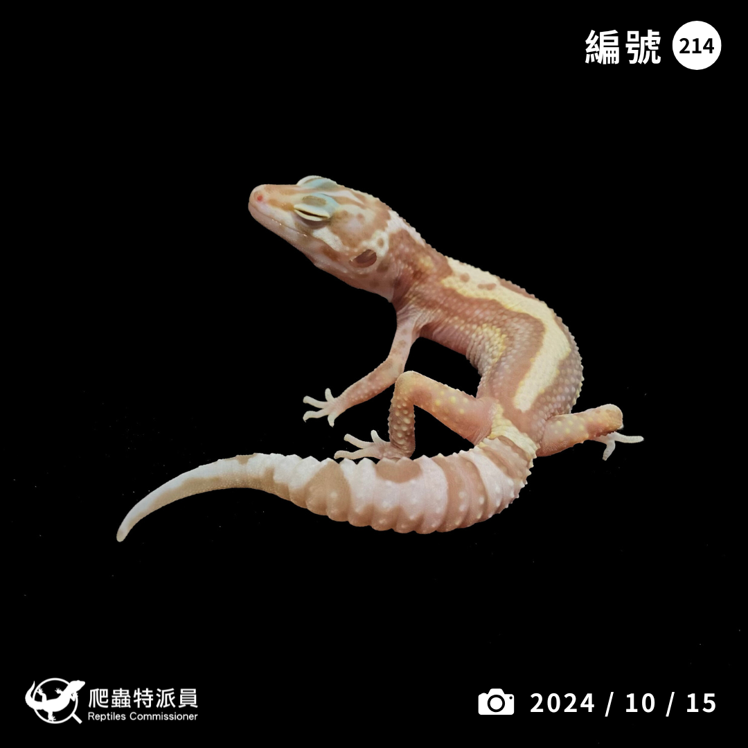 豹紋守宮．川普雪花（編號 214）