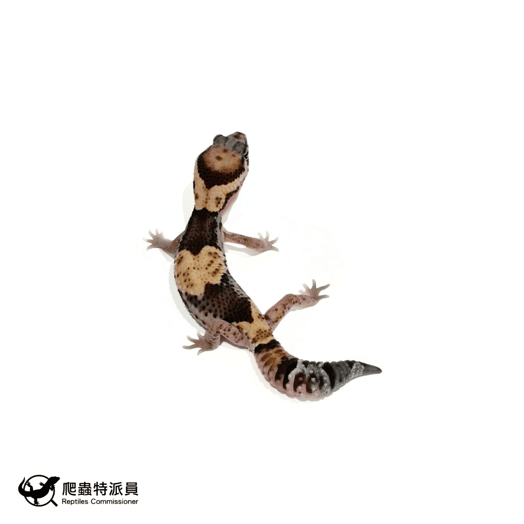 肥尾守宮.普肥(編號 485) 肥尾守宮.普肥(編號 485)