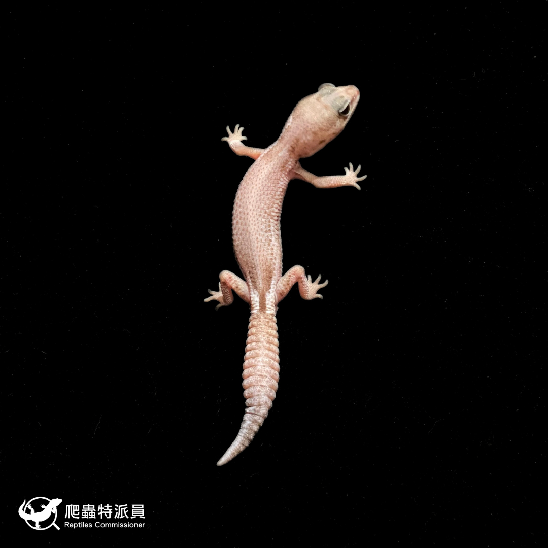 肥尾守宮．Oreo 無紋（編號 369）