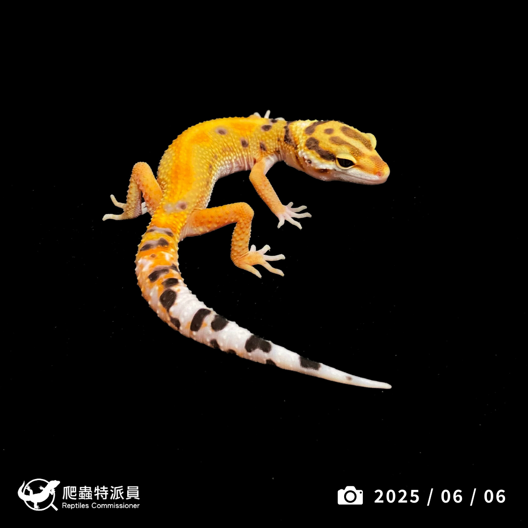 豹紋守宮．直線橘化（編號 427）