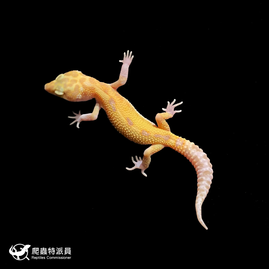 豹紋守宮．川白日蝕（編號 202 ）