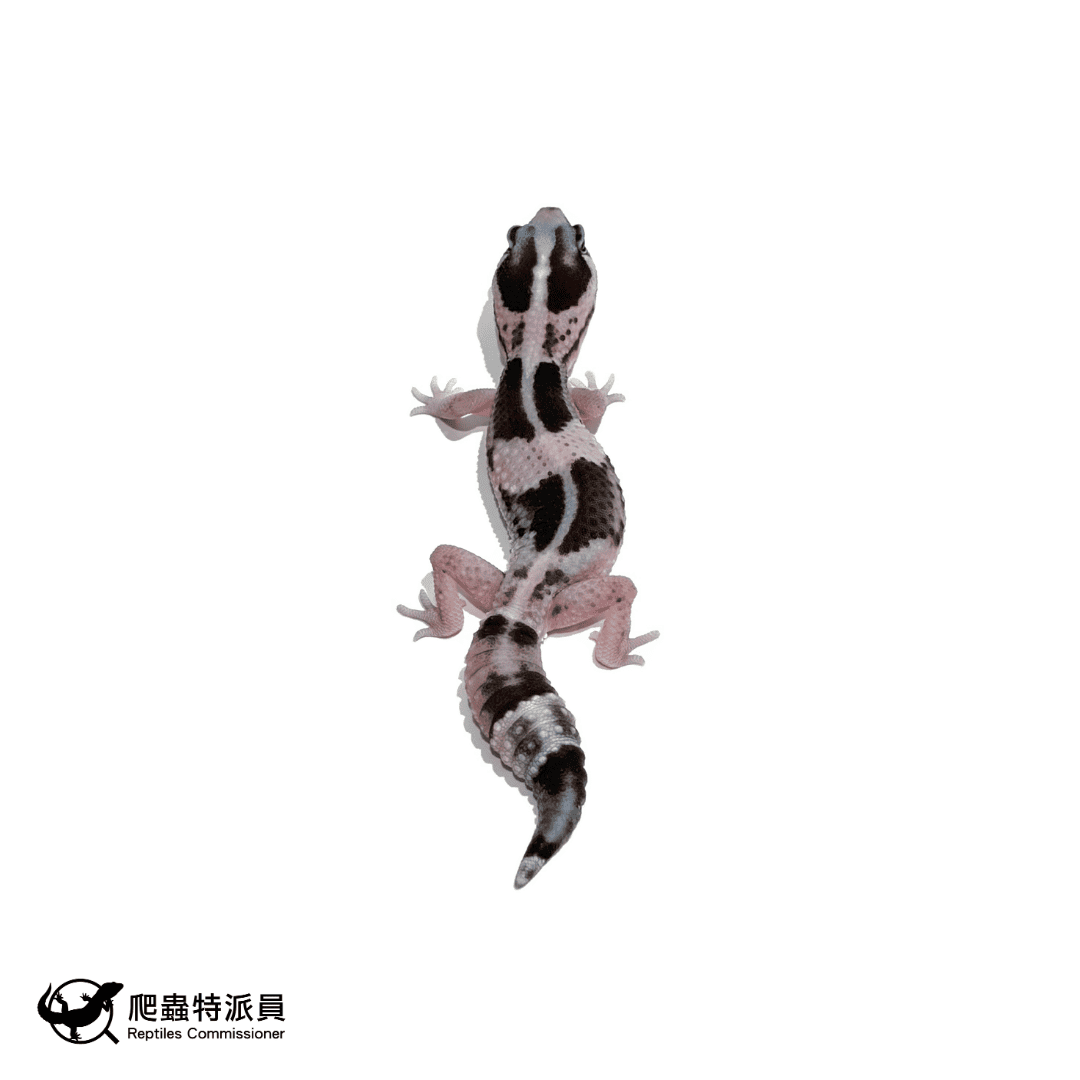 肥尾守宮.奧利奧 h 幽靈(編號 489) 肥尾守宮.奧利奧 h 幽靈(編號 489)