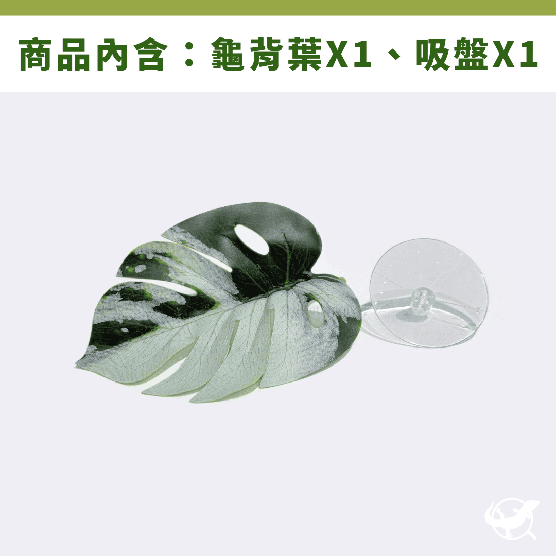 龜背葉吸盤造景
