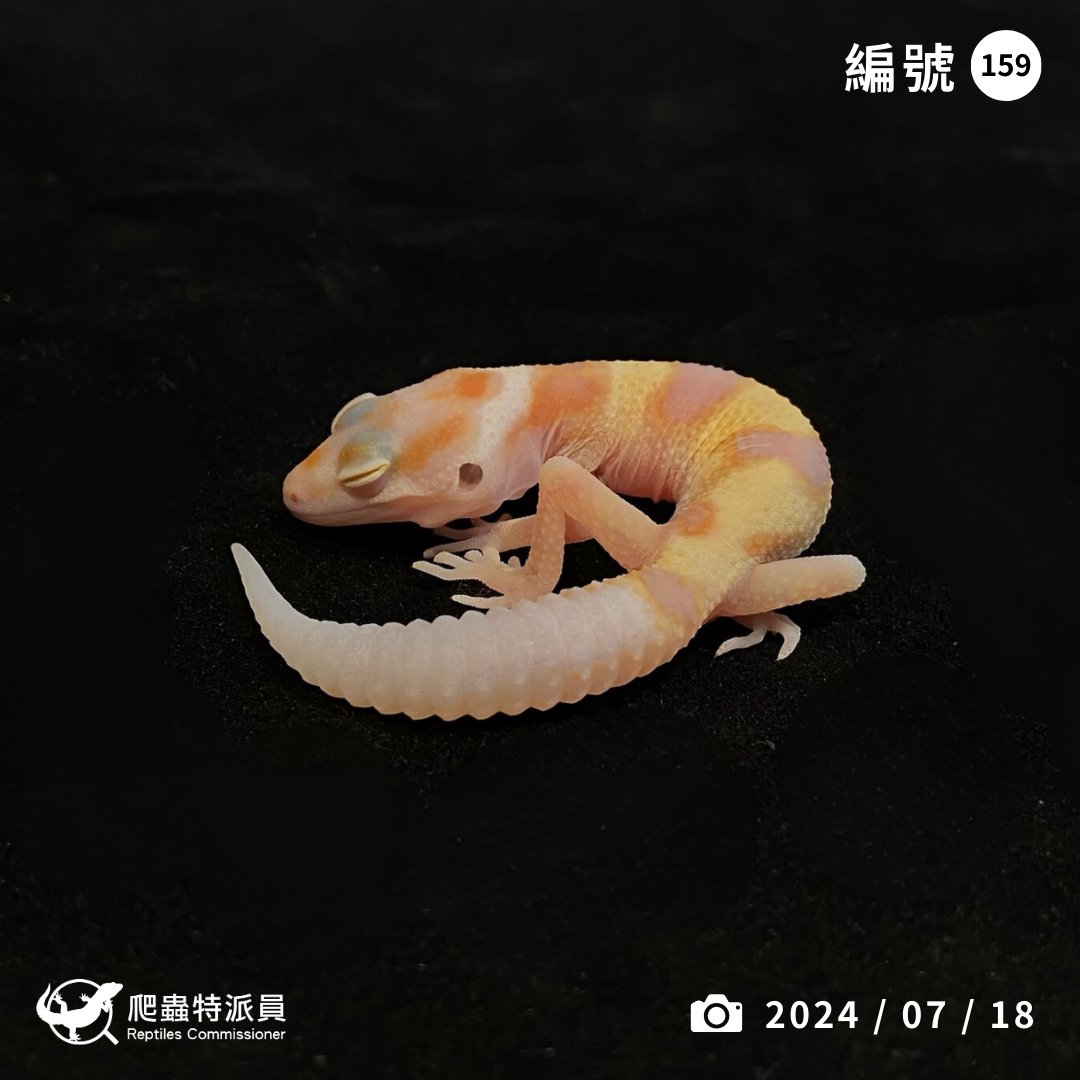 豹紋守宮．WY川白（編號 159）