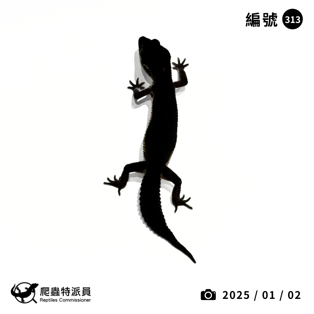 豹紋守宮．黑夜（編號 313）