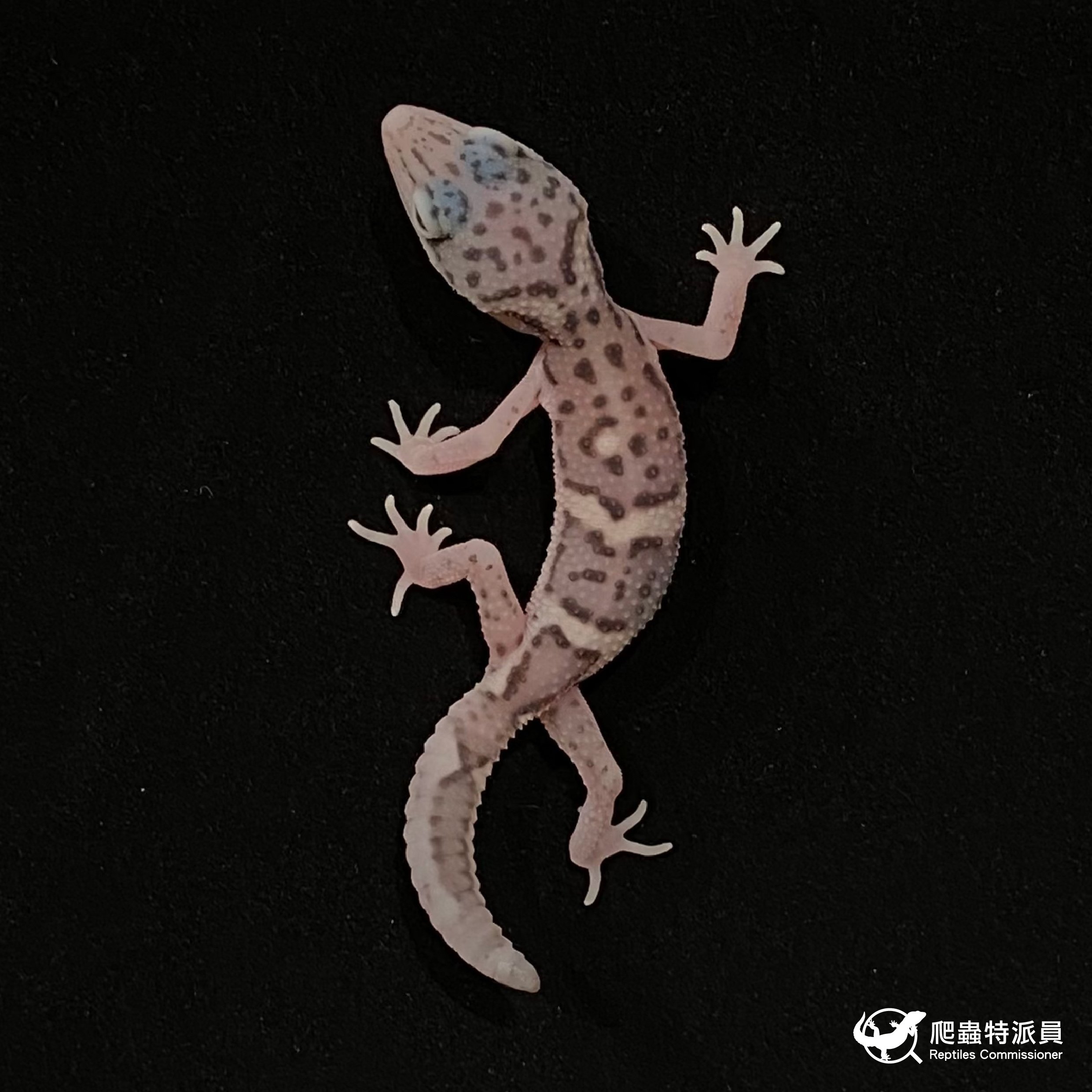 豹紋守宮．雪花叢林（編號 30）