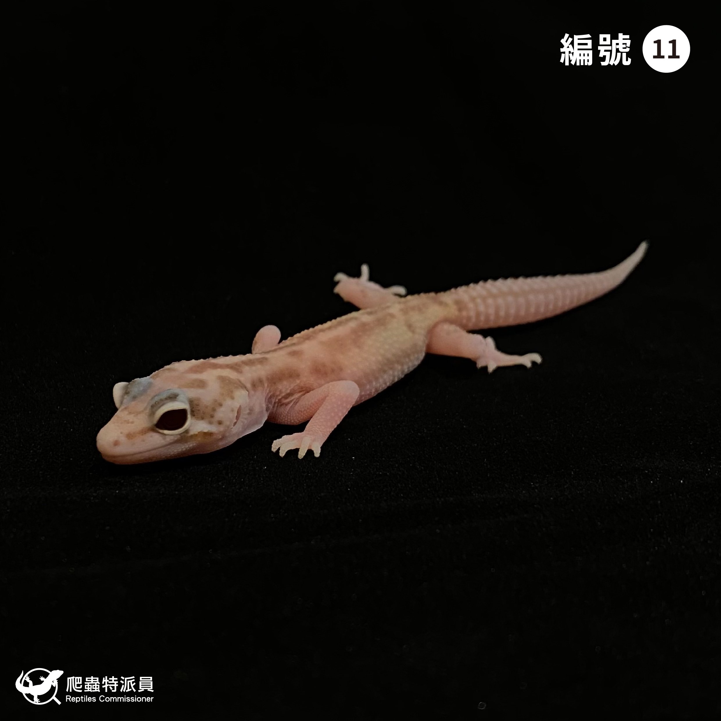 豹紋守宮．川白雪花日蝕（編號 11）