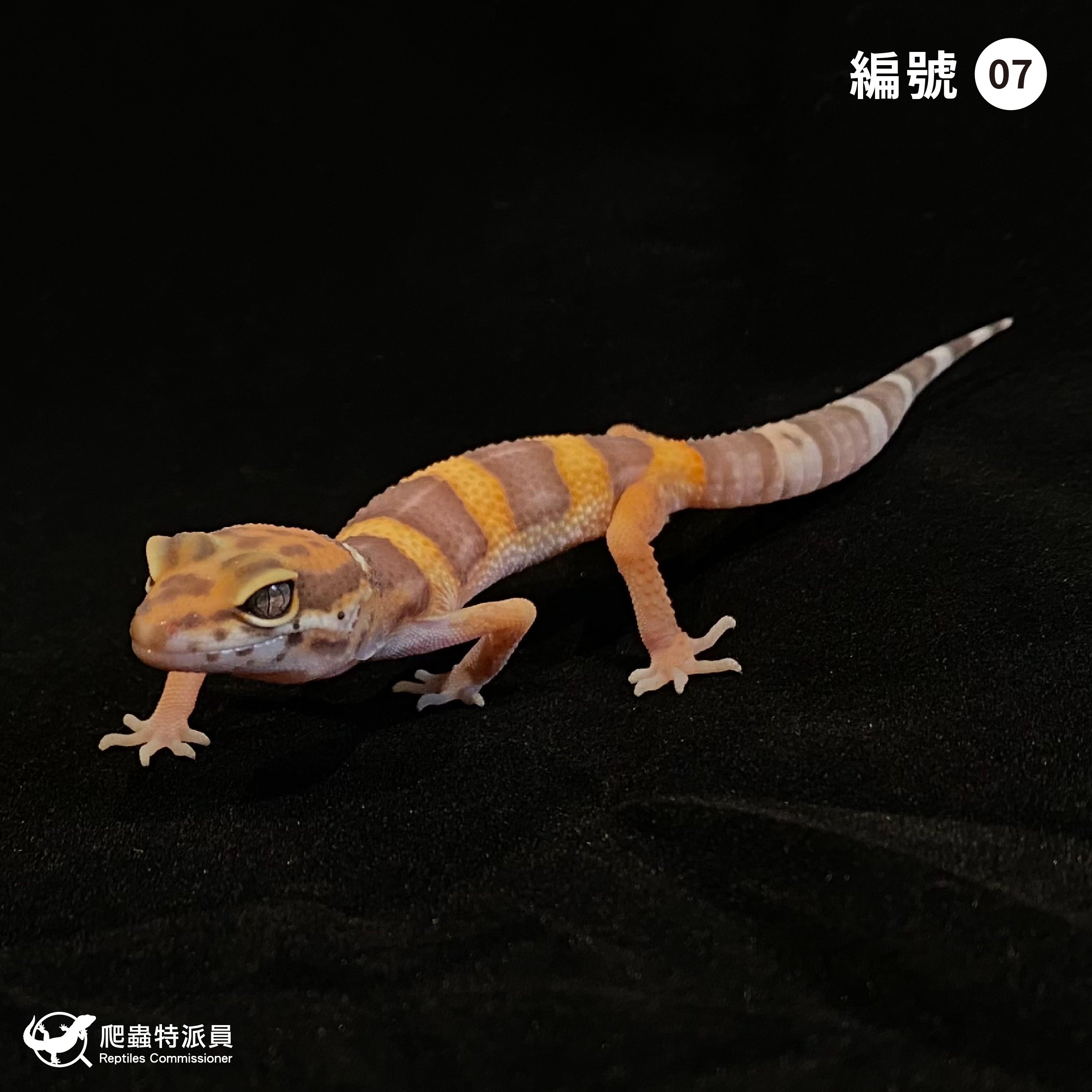 豹紋守宮．貝爾白化（編號 7）