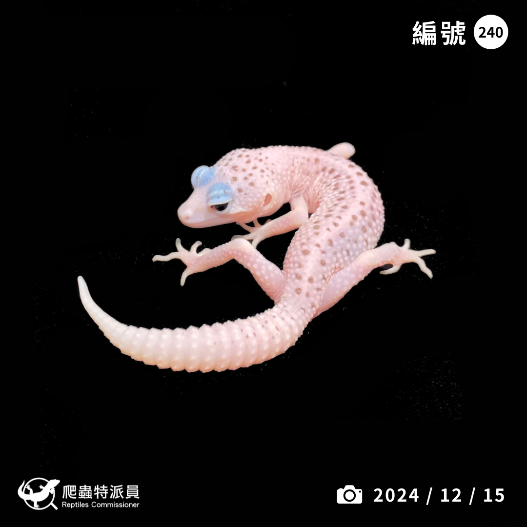 豹紋守宮．全日蝕（編號 240 ）