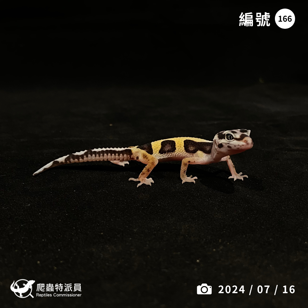 豹紋守宮．土匪（編號 166）