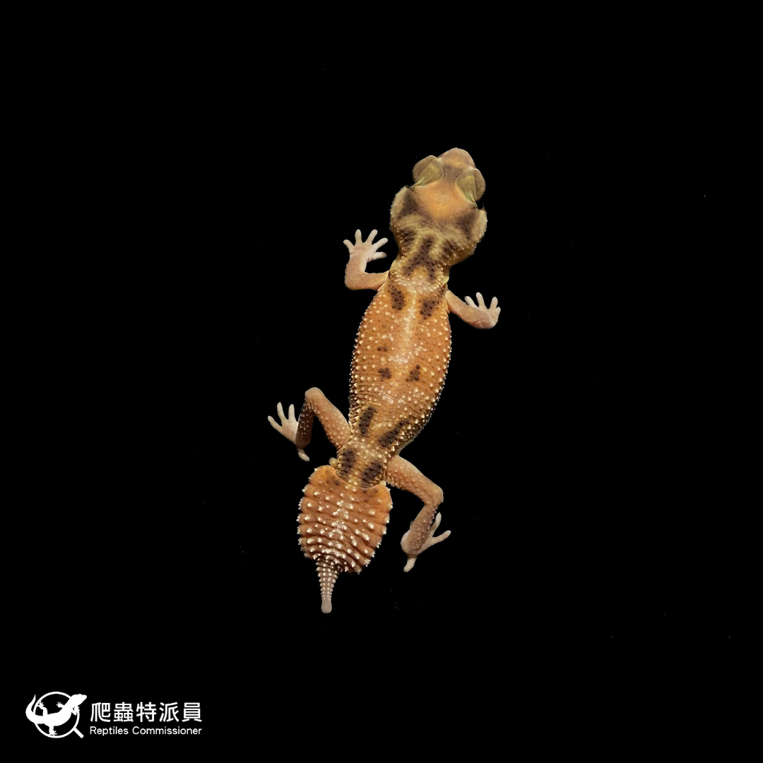 瘤尾守宮．NLP / 雙隱（編號 326）