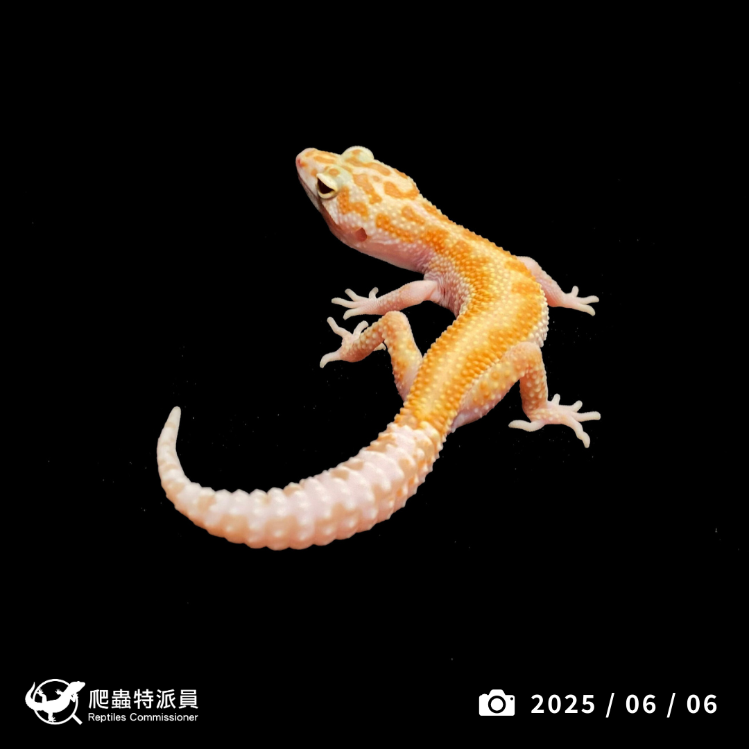 豹紋守宮．川白日蝕（編號 428）