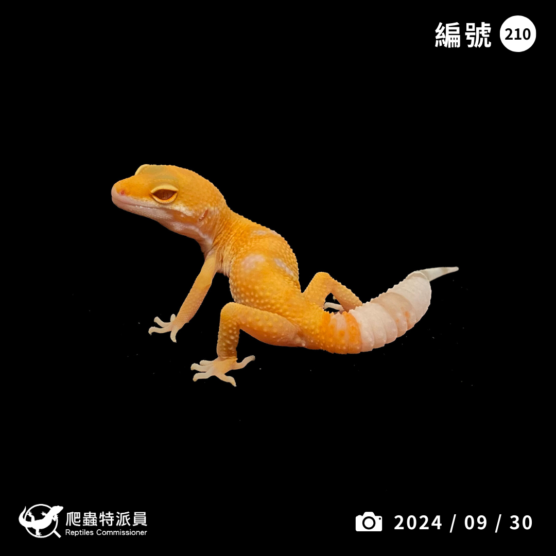 豹紋守宮．日焰（編號 210）