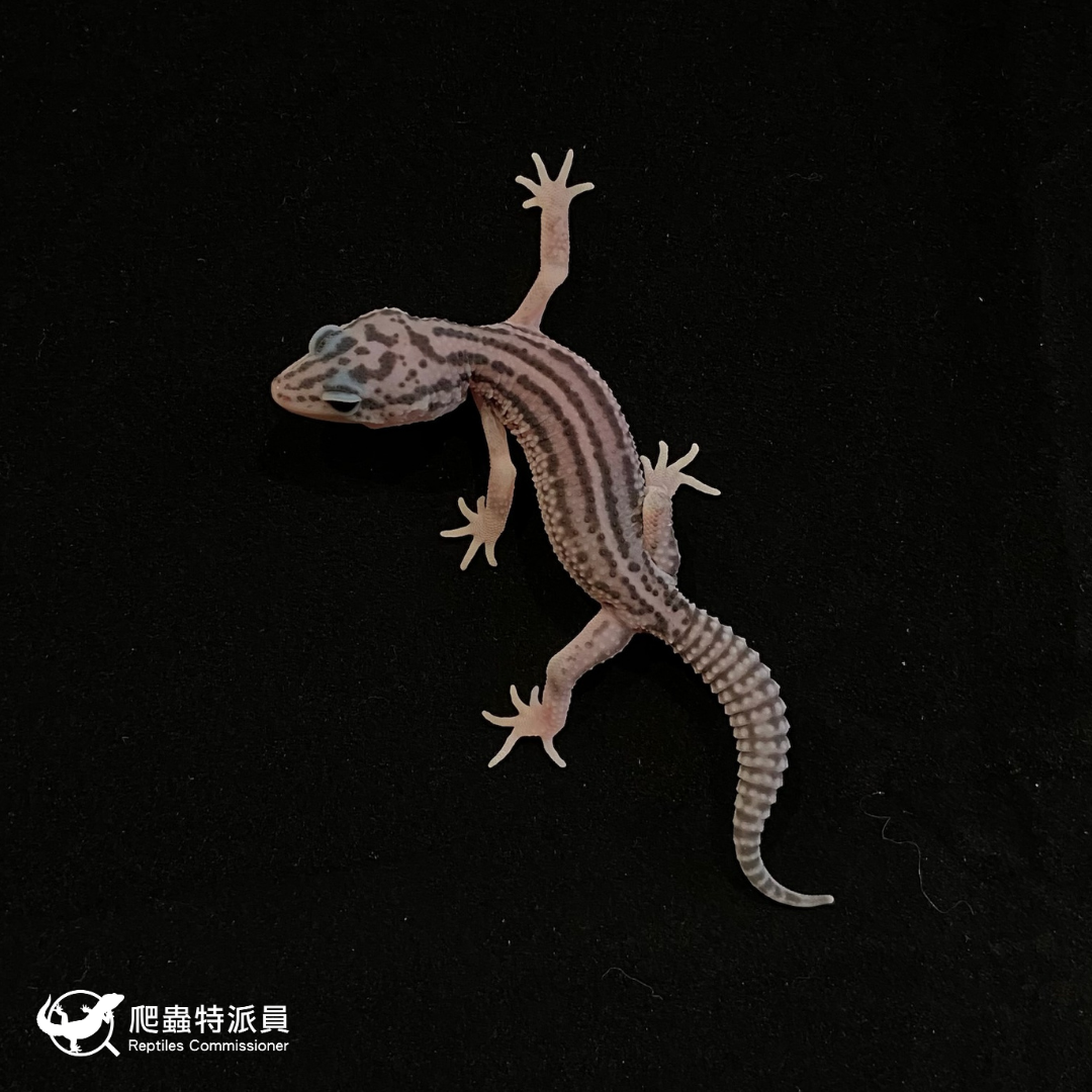 豹紋守宮．超雪（編號 57）