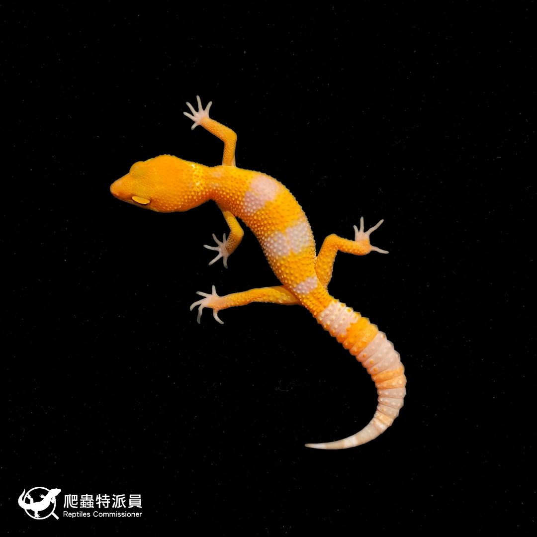 豹紋守宮．日焰（編號 346）