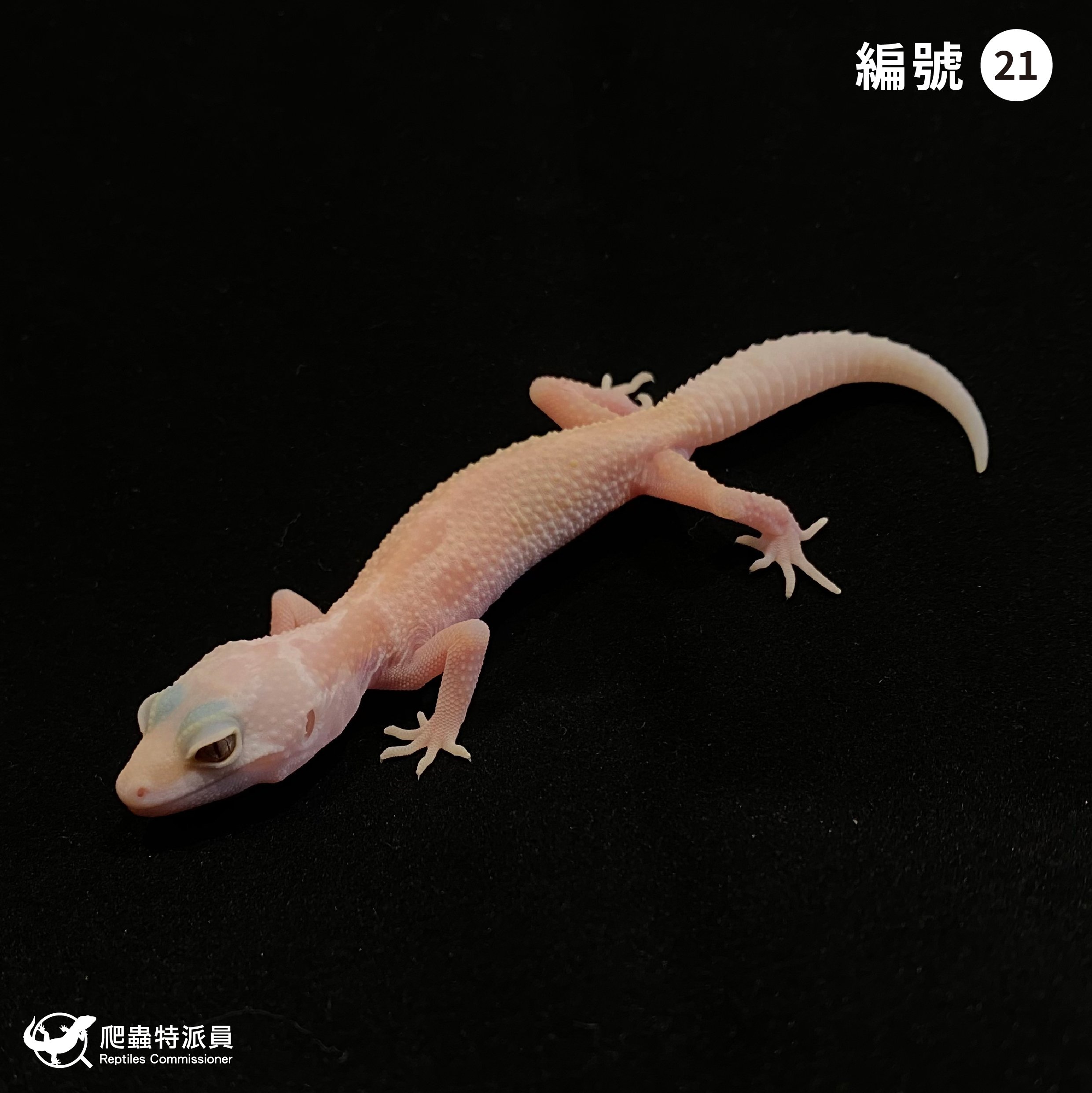 豹紋守宮．川白雪花輕白化（編號 21）