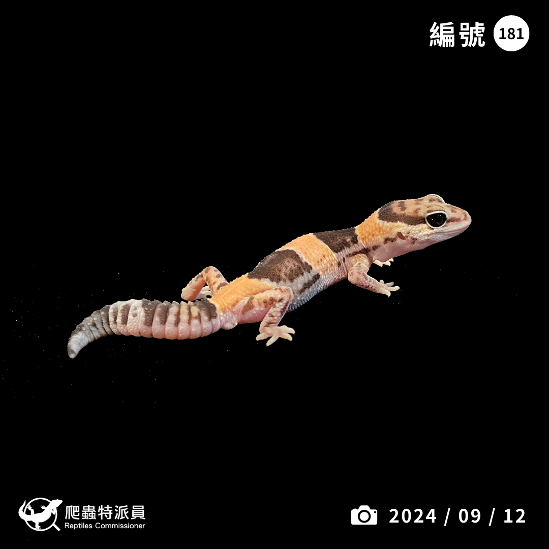 肥尾守宮．普肥 h 奧立奧無紋（編號 181）