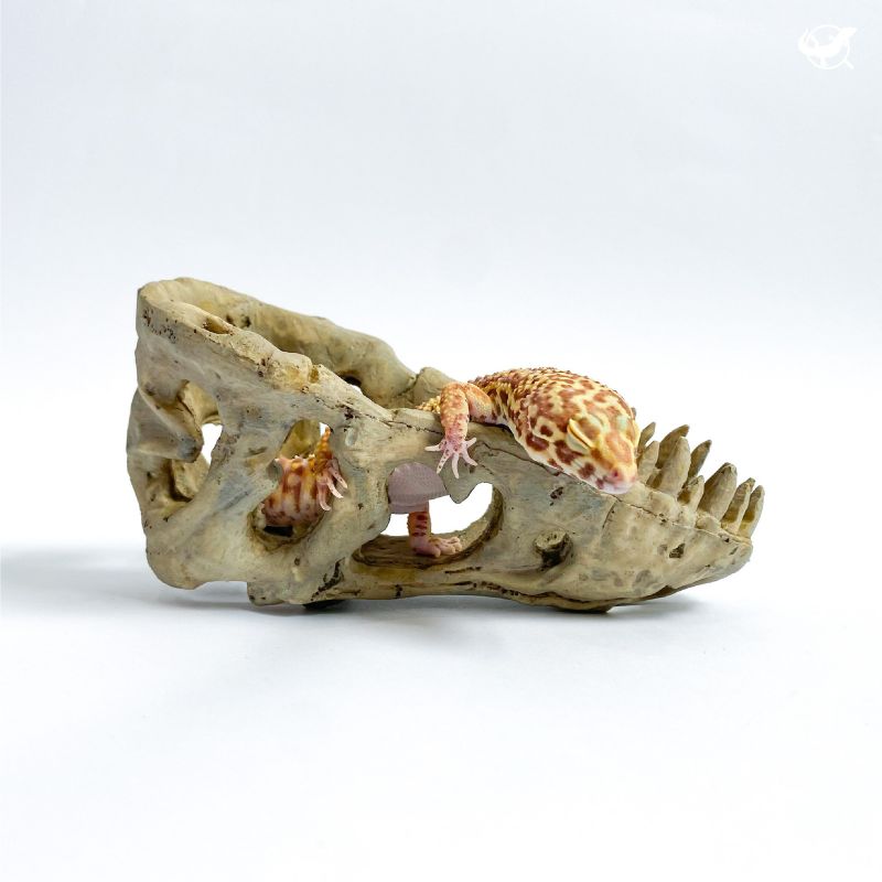 暴龍頭骨躲避屋