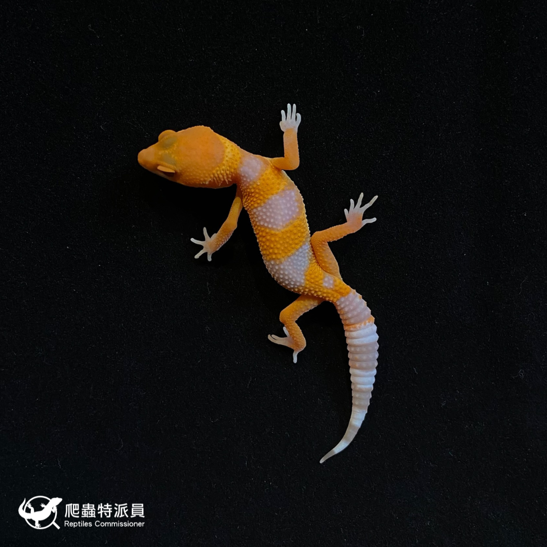 豹紋守宮．日焰（編號 103）