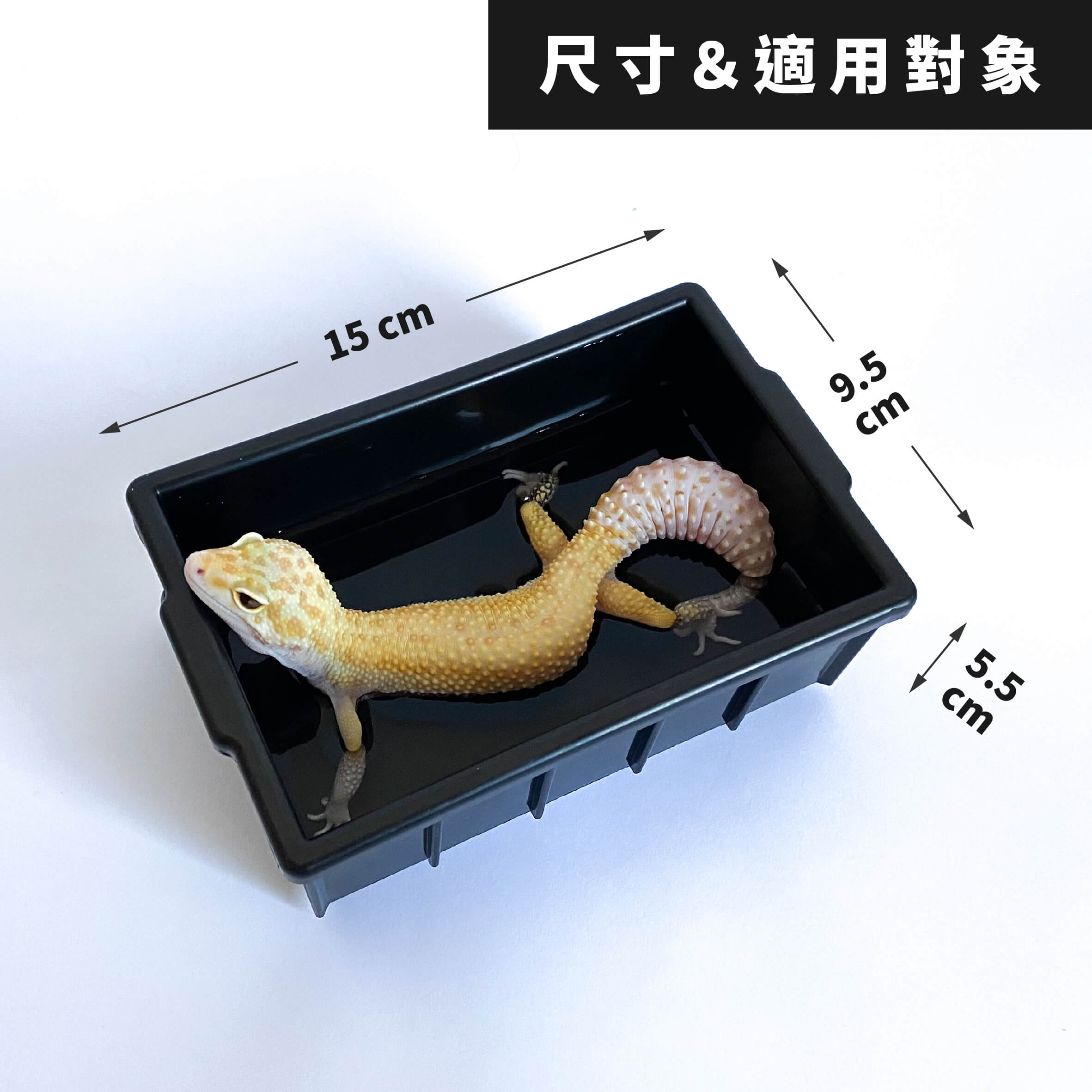 爬蟲大款泡水盆