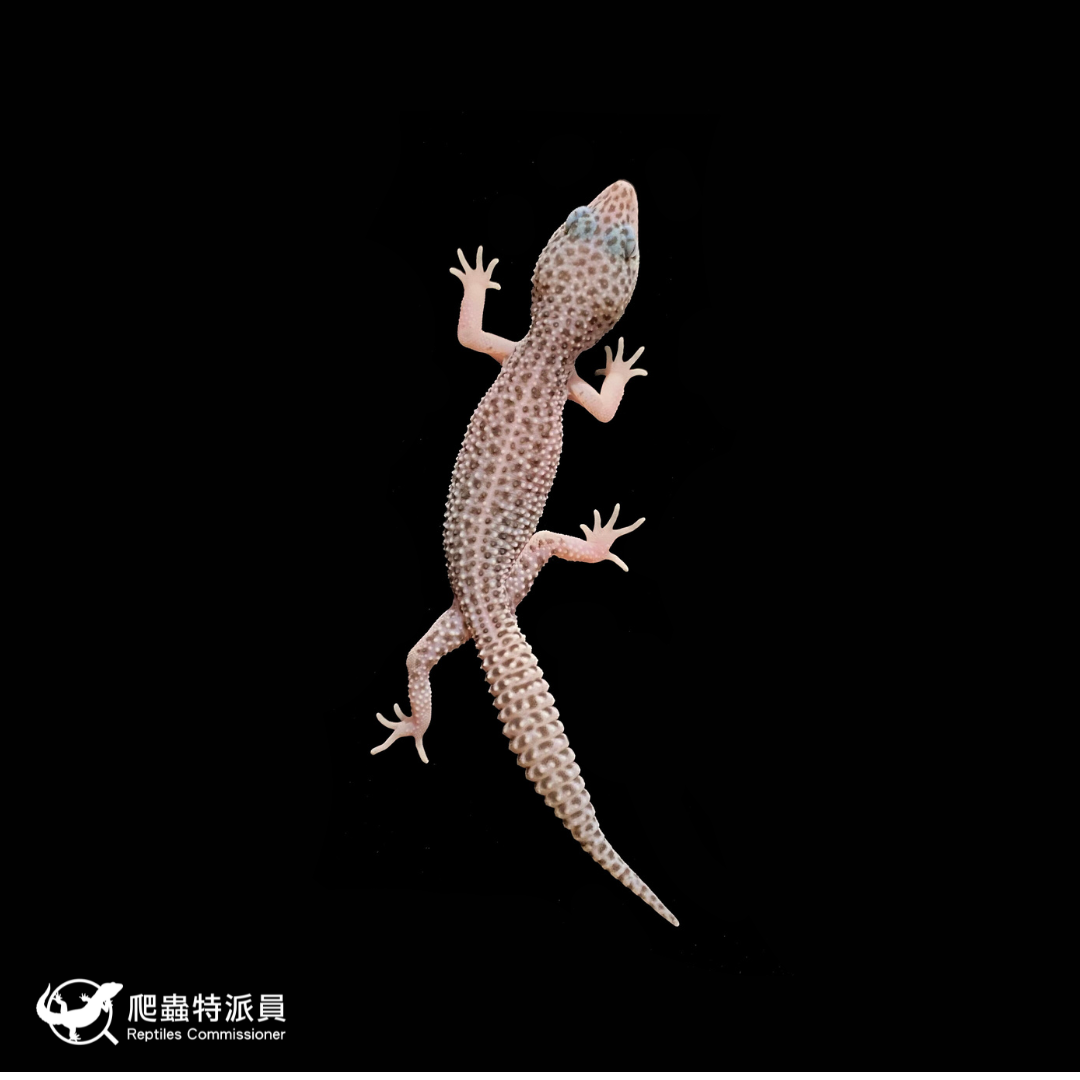 豹紋守宮．超雪（編號 284 ）