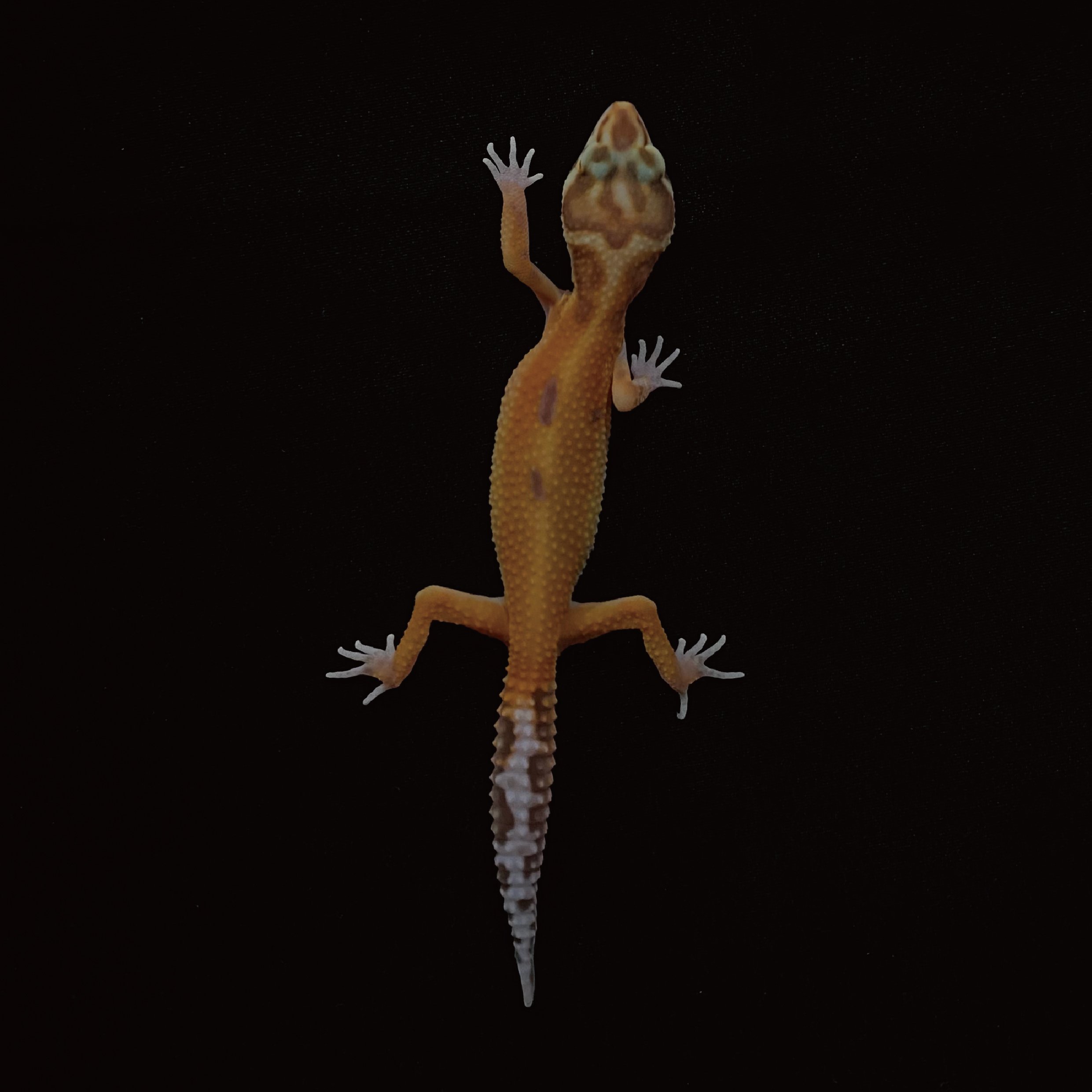 豹紋守宮．貝爾叢林（編號 15）