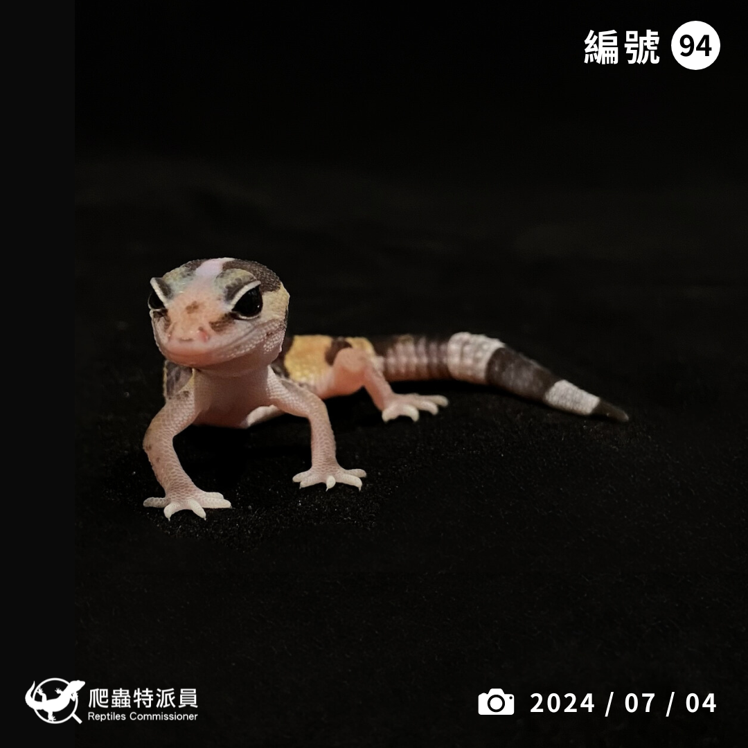 肥尾守宮．直線普肥（編號 94）