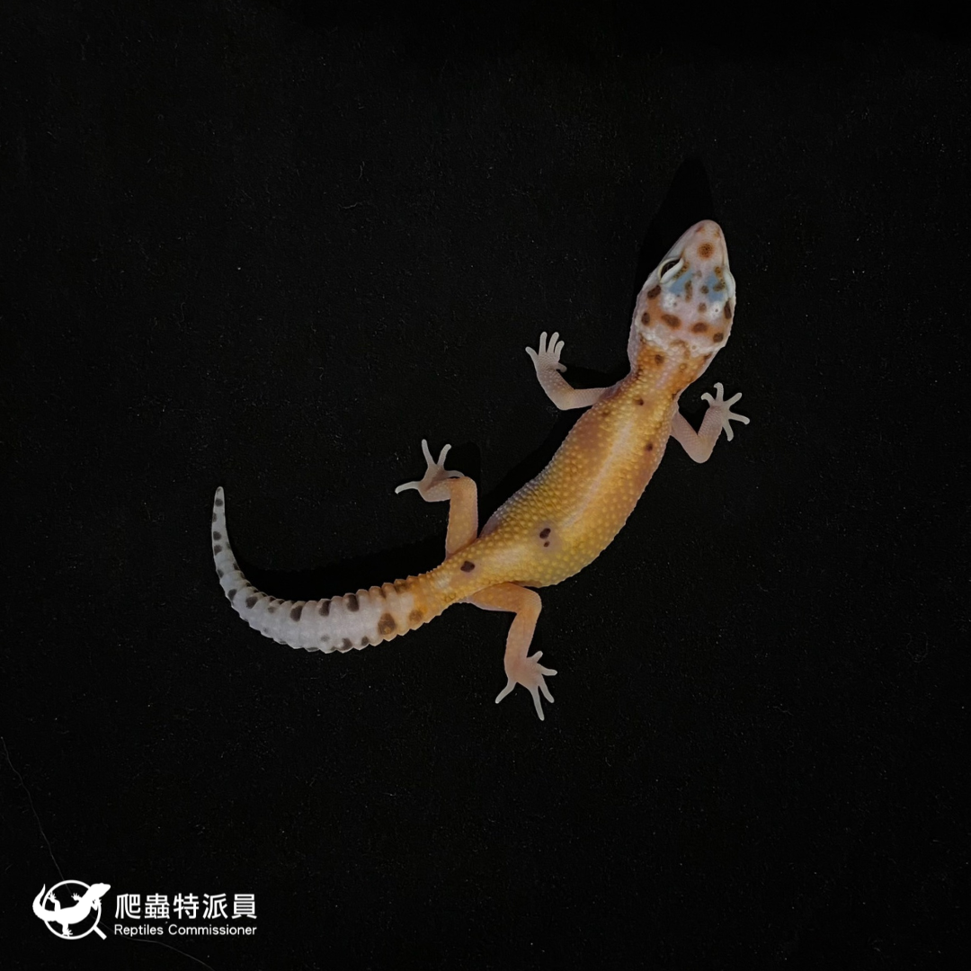 豹紋守宮．叢林（編號 167）