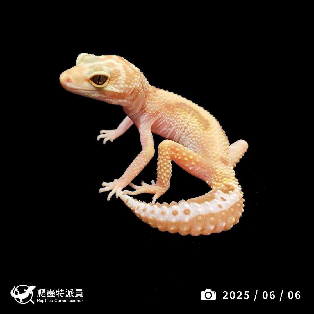 豹紋守宮．直線雨水（編號 396）