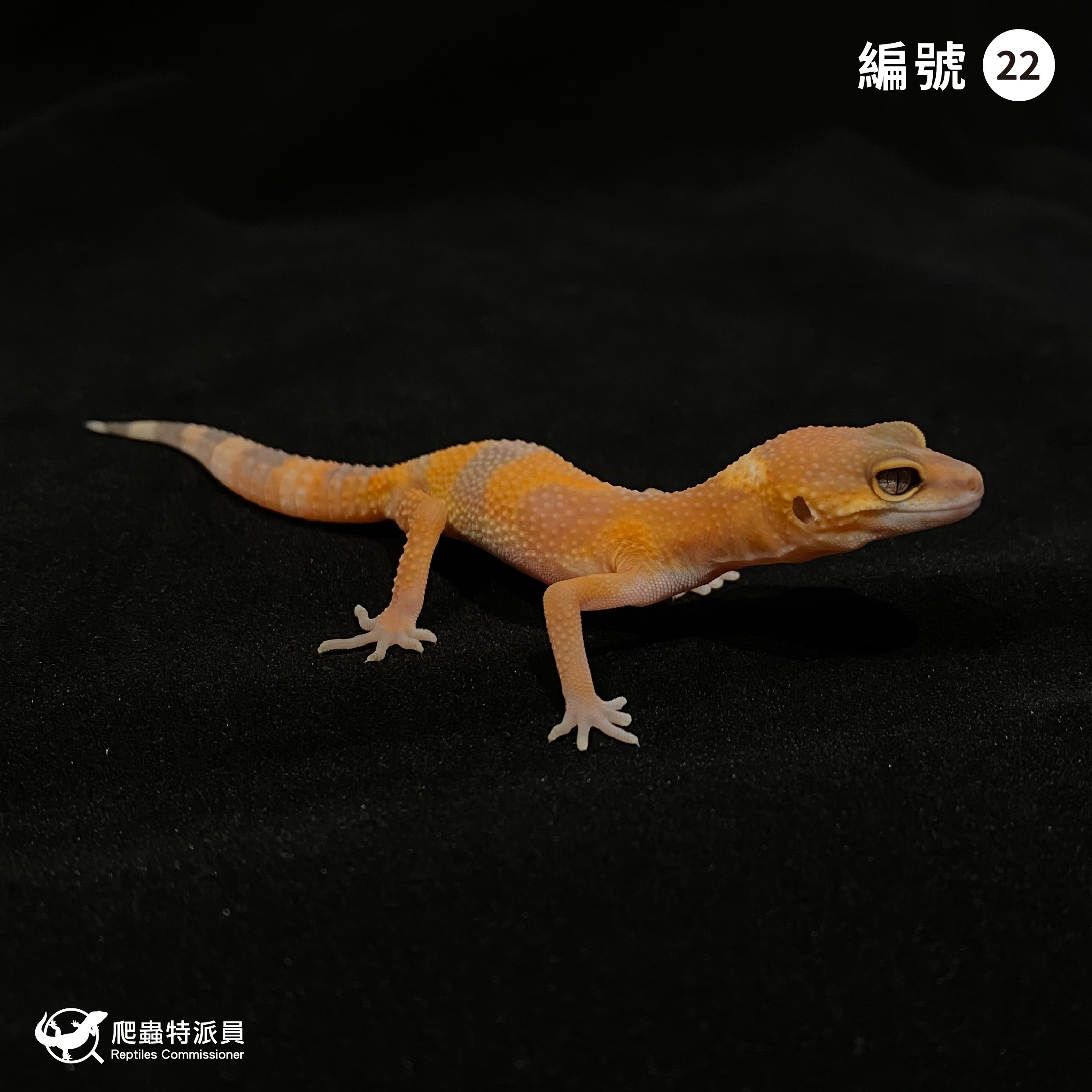 豹紋守宮．日焰（編號 22）