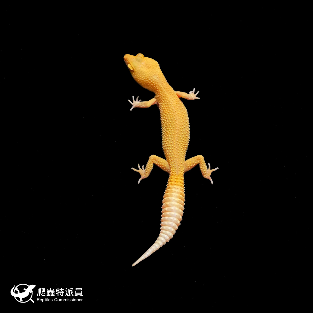 豹紋守宮．日焰（編號 391）