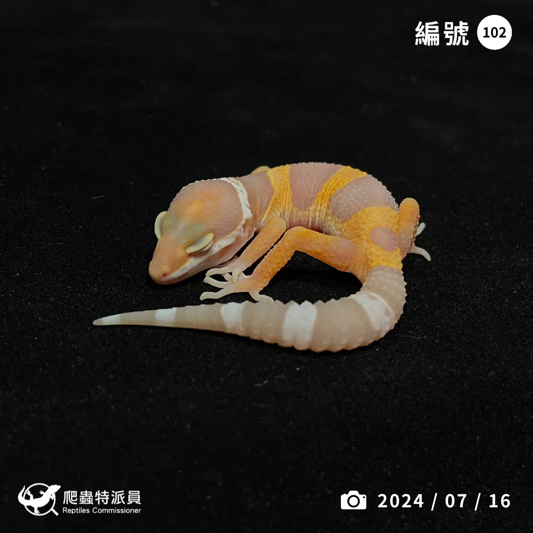 豹紋守宮．日焰（編號 102）